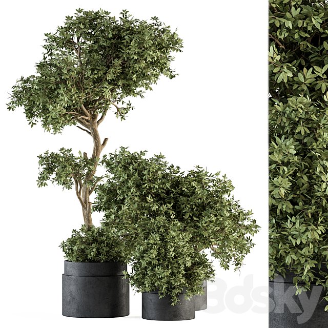Outdoor Plant Set 373 - Plant Set in Concrete Pot