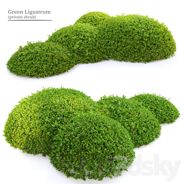 Green Ligustrum