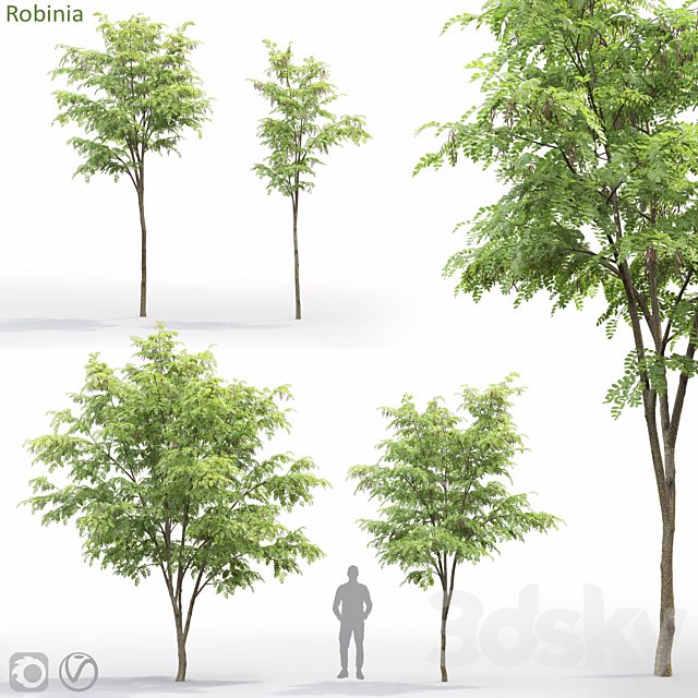 Robinia