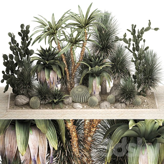 Collection of desert plants from cacti, Yucca and prickly pear, carnegie, Dracaena thickets, botanical garden. 1108.