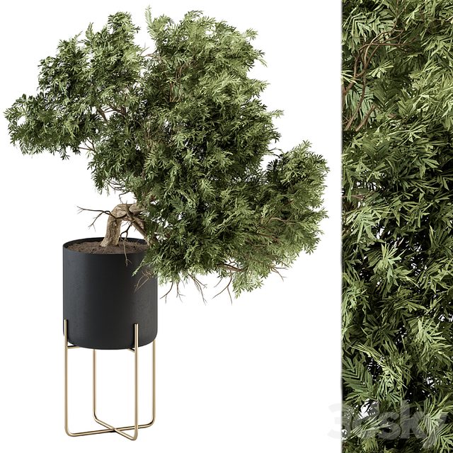 indoor Plant Set 345 - Tree in Black pot