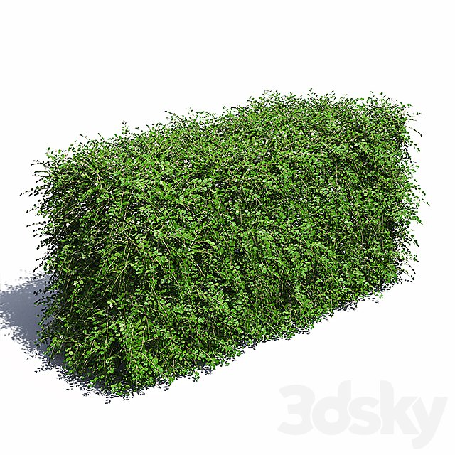 Hedge. Cotoneaster.