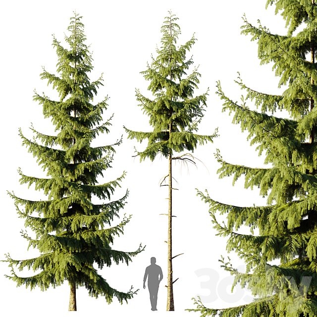 Pine Spruce