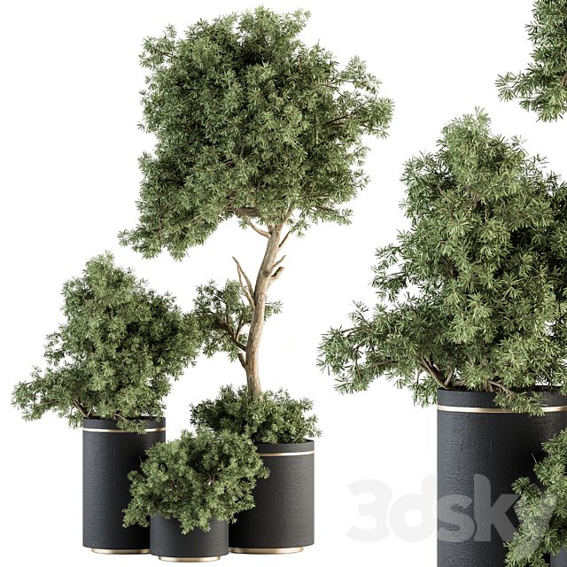 indoor Plant Set 344- Tree and Plant Set in pot