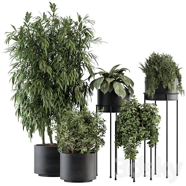 indoor Plant Set 355- Tree and Plant Set in Black pot