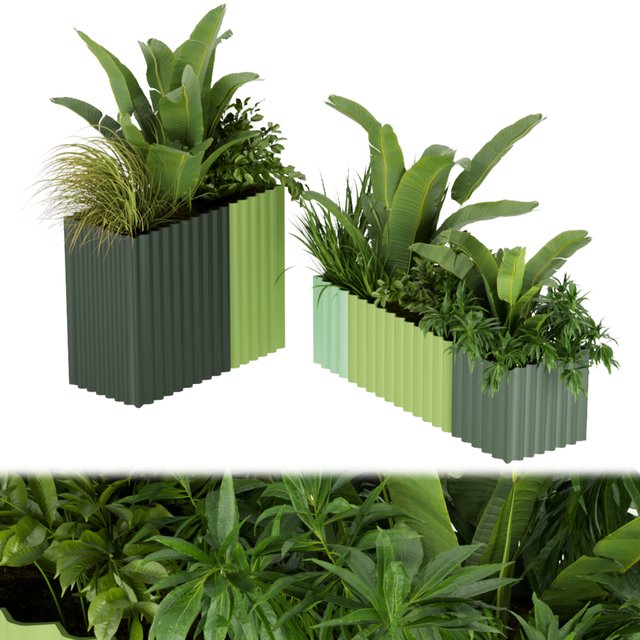 Collection plant vol 318 - banana - indoor - leaf