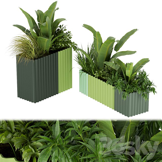 Collection plant vol 318 - banana - indoor - leaf