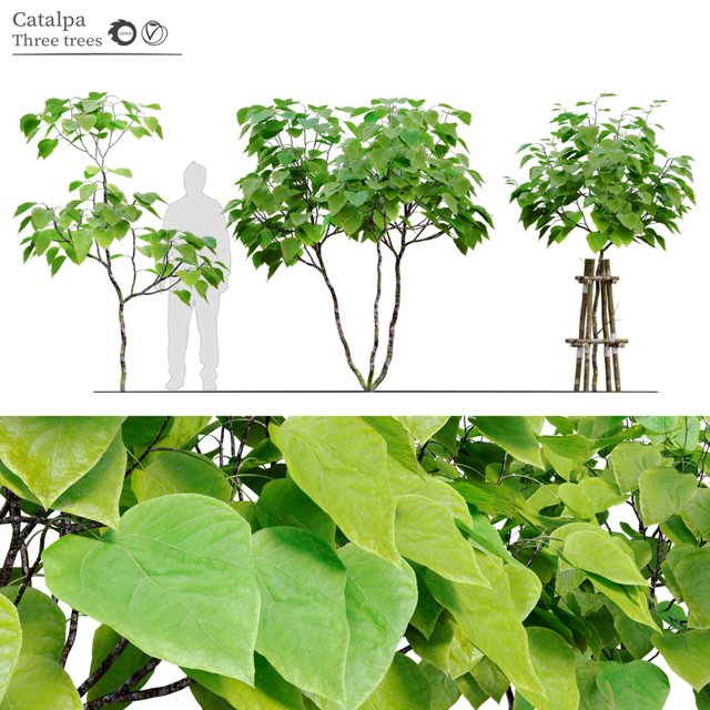 catalpa tree
