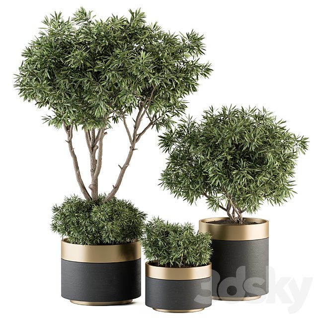 indoor Plant Set 361- Tree and Plant Set in pot