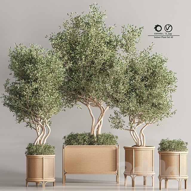 Indoor Plant Set 45