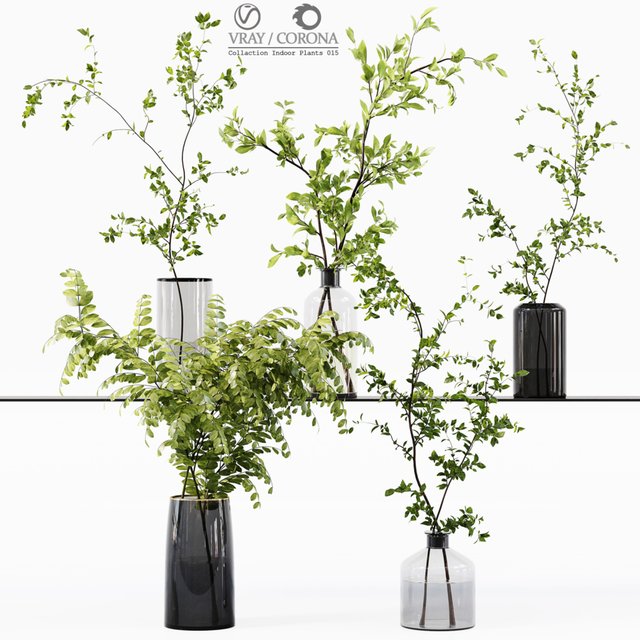 Collection Indoor Plants 015