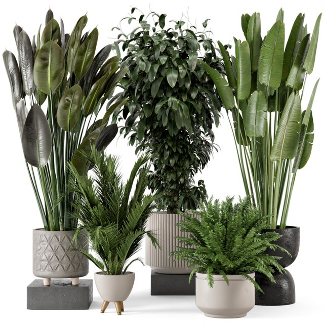 Indoor Plants in rusty Concrete Pot - Set 542