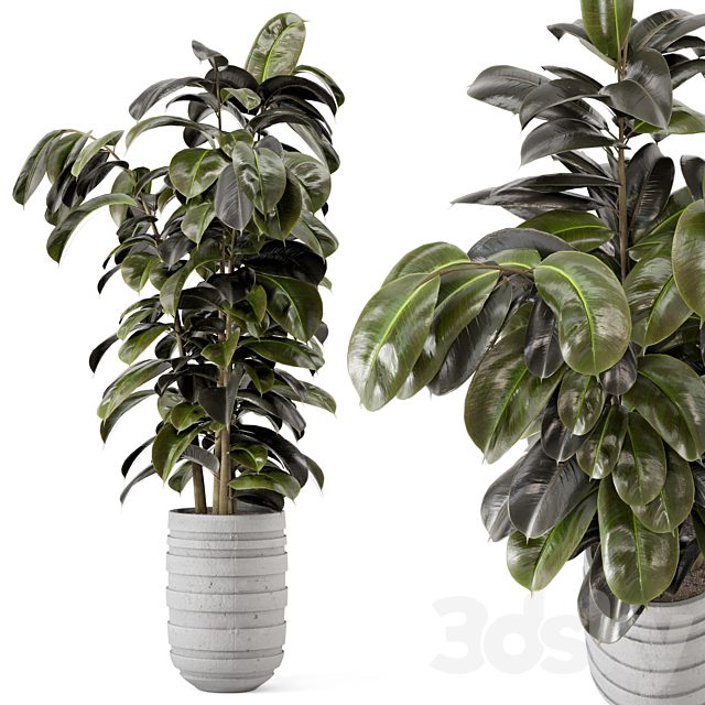 Indoor Plants in rusty Concrete Pot - Set 549