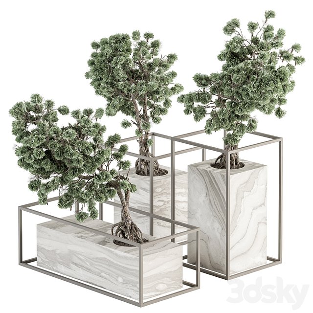 indoor Plant Set 358 - Bonsai Set Plant in pot