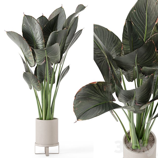 Indoor Plants in Ferm Living Bau Pot Large - Set 555