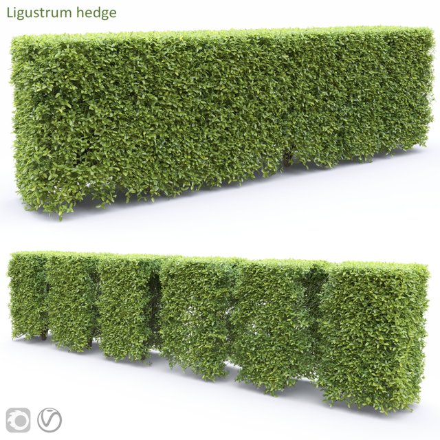 Ligustrum