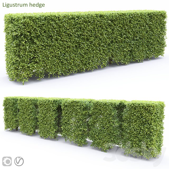 Ligustrum