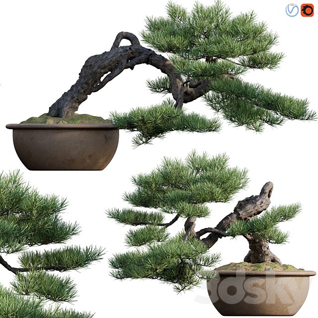 Pine bonsai 03
