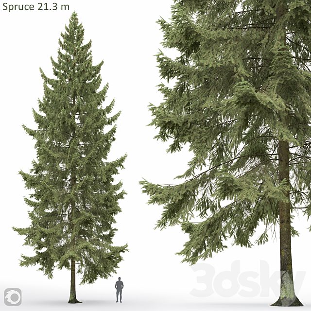 Spruce