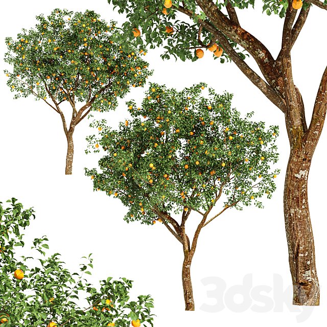 fruit trees-orange