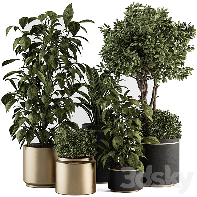 indoor Plant Set 378- Tree and Plant Set in pot