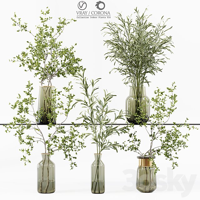 Collection Indoor Plants 016