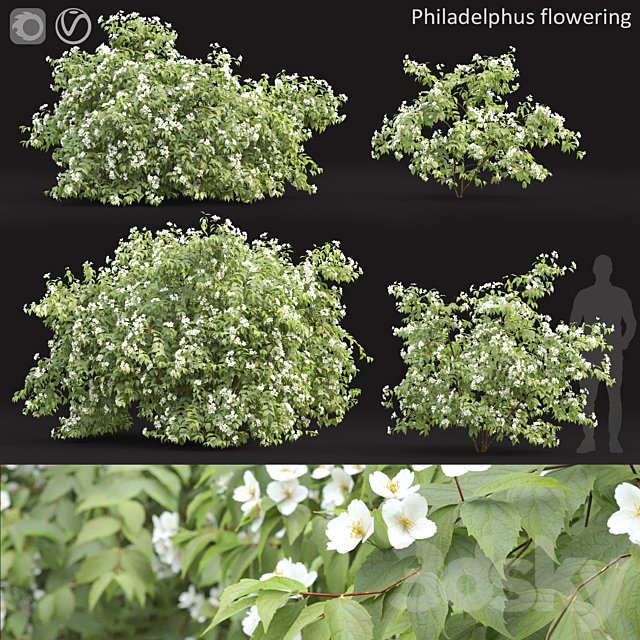 Philadelphus
