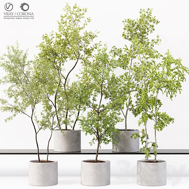 Collection Indoor Plants 018