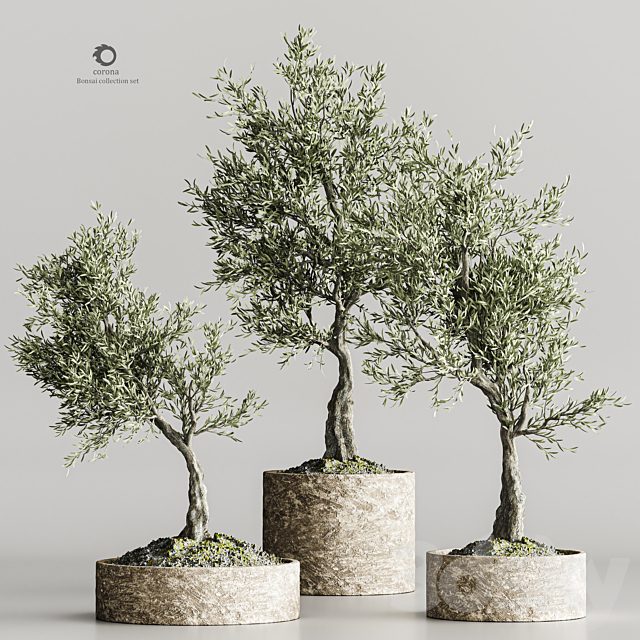 plant collection olive 02