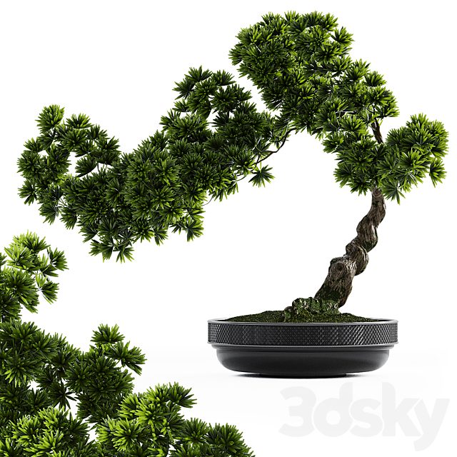 Bonsai plant