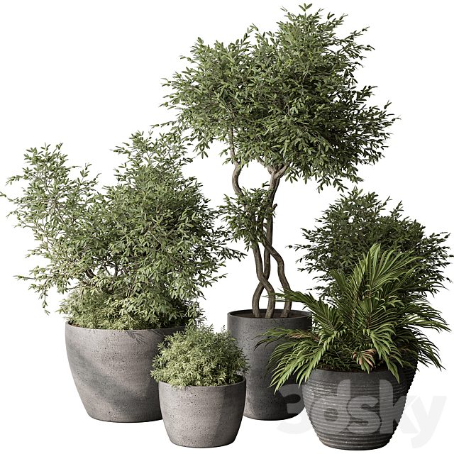 Outdoor Plant Set 393 - Plant Set in Concrete Pot