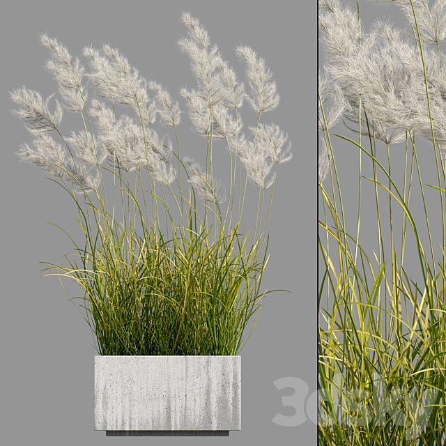 pampas grass 3