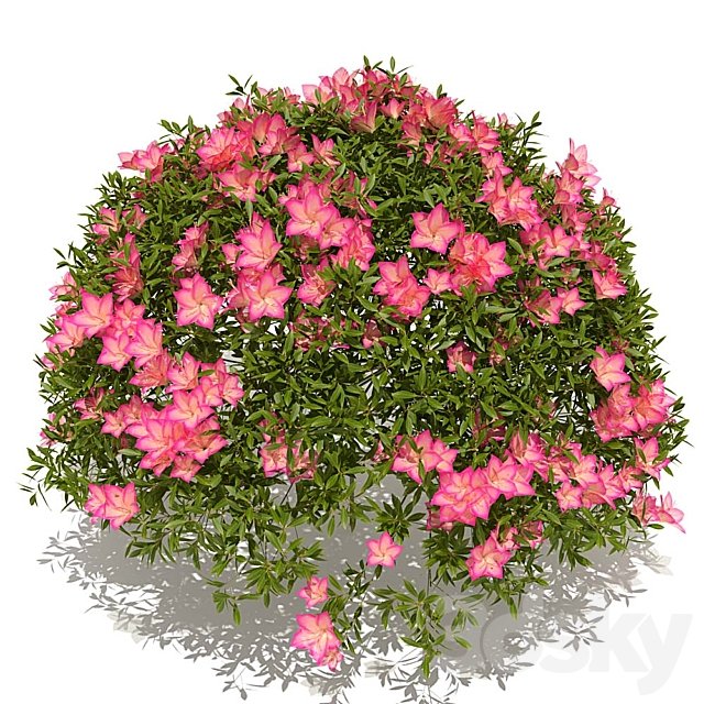 azalea bush