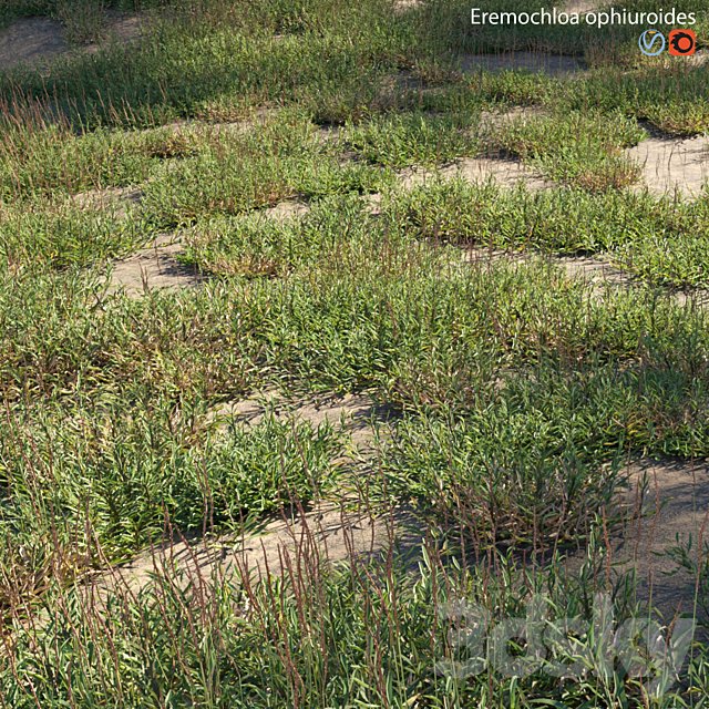 Eremochloa ophiuroides - wild