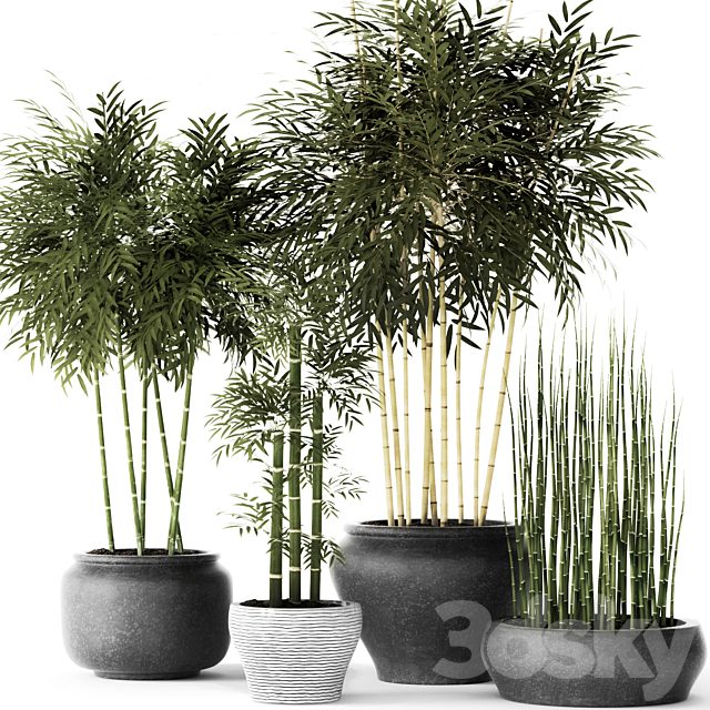 Bamboo and Equisetum, flower, pot, bamboo bush, thickets, bamboo, pot, flowerpot, outdoor, horsetail