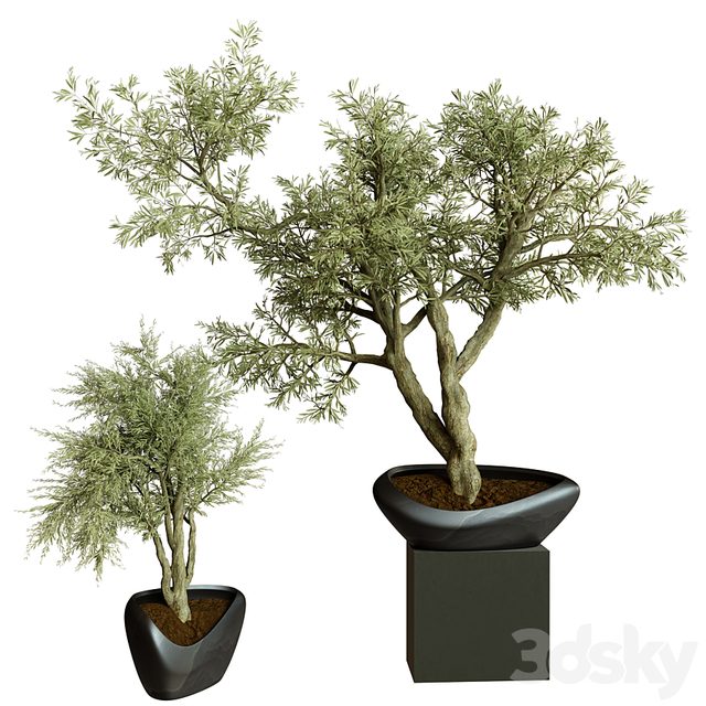 Collection Indoor Plant 72