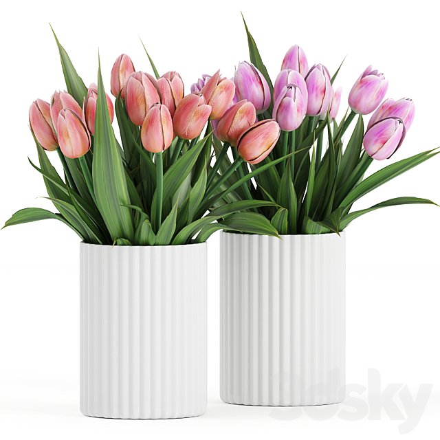 Flower Pack 250C Tulips