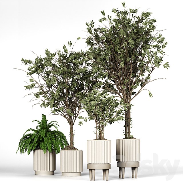 Collection plant 05