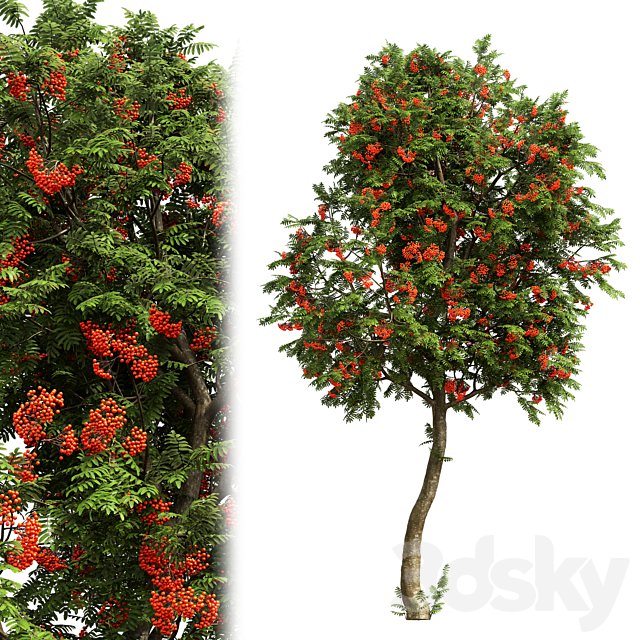 Rowan #03
