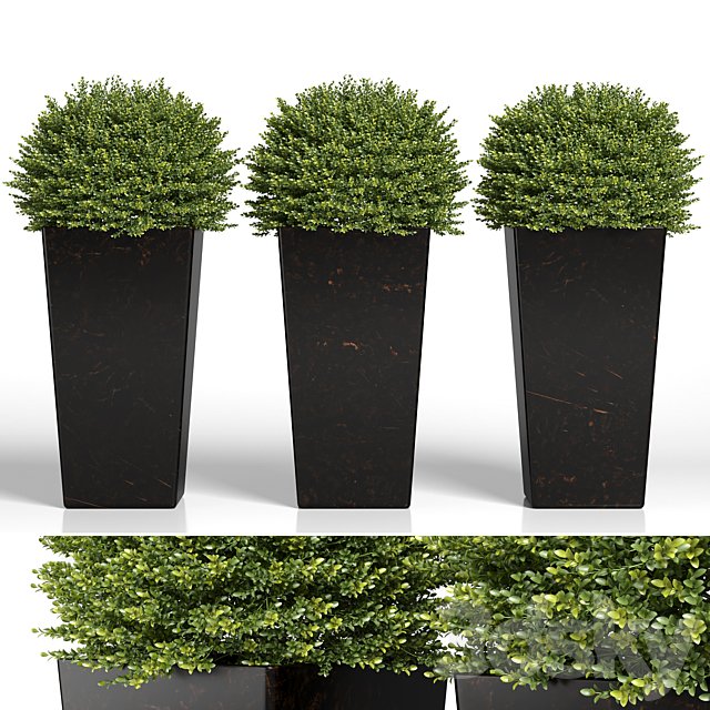 Buxus sempervirens in modern planters