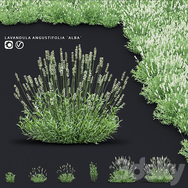 Lavender angustifolia flowers | Lavandula angustifolia Alba
