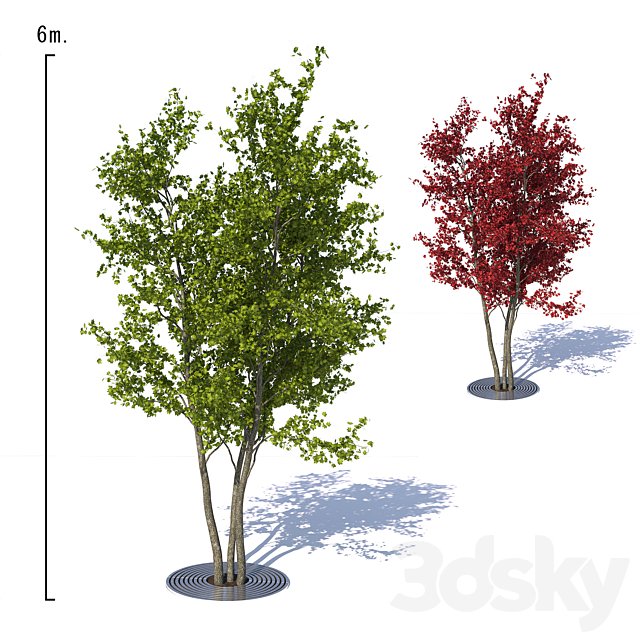 Urban Maple Tree