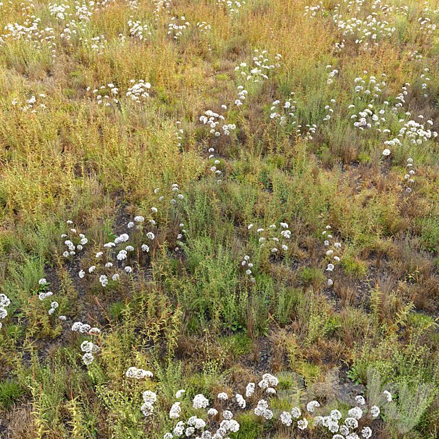Meadow 10