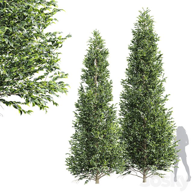 New Tree High detail Carpinus Betulus Tall