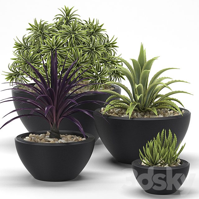 PLANTS 17