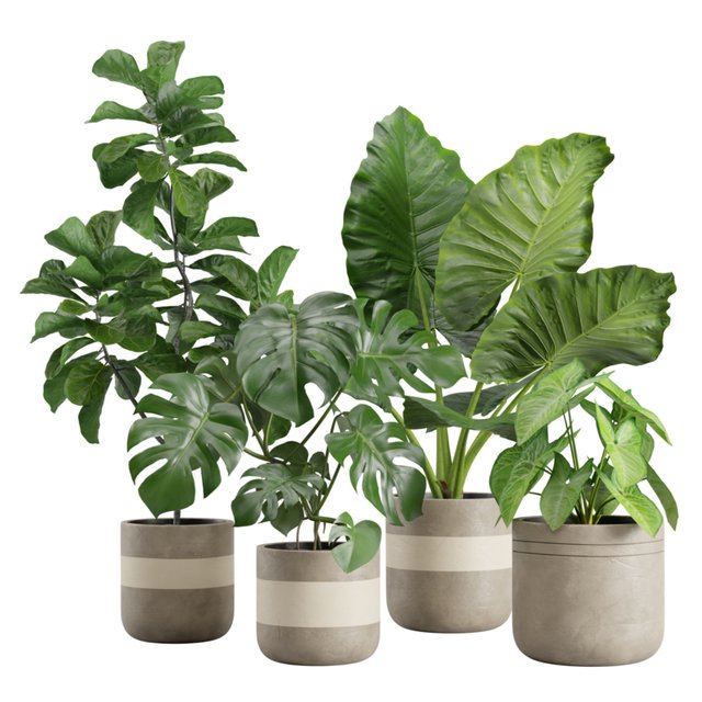 Indoor Plant Pack 21