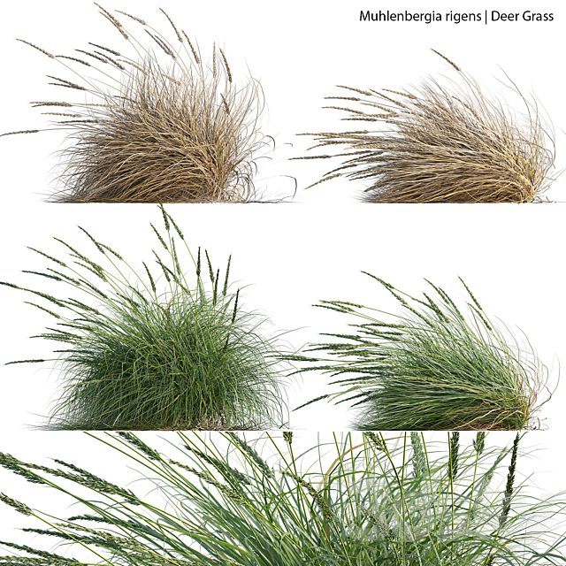 Muhlenbergia rigens - Deer Grass 02