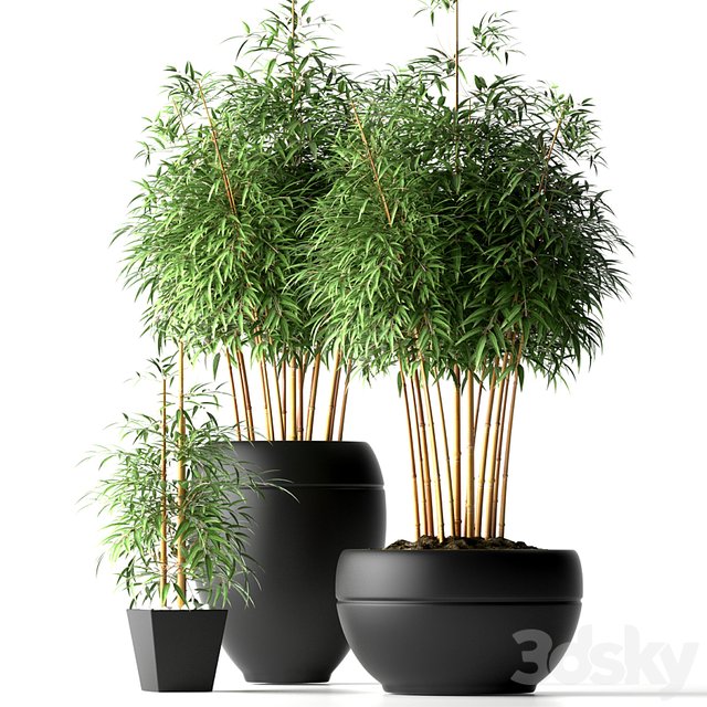 BAMBOO PLANTS 18