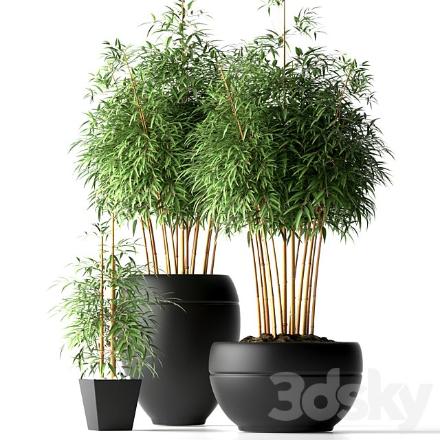 BAMBOO PLANTS 18