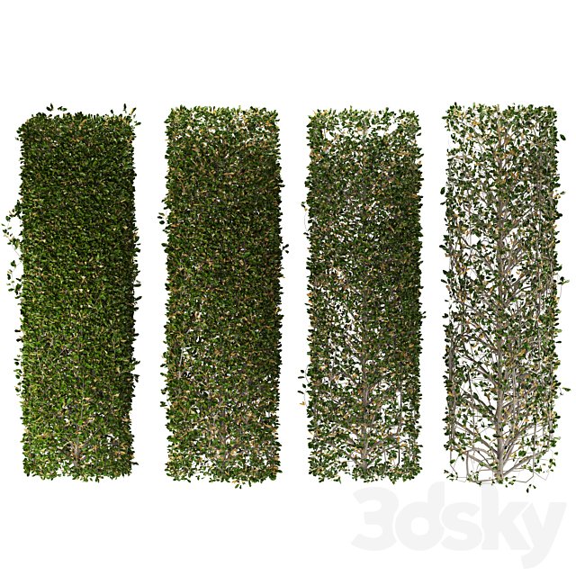 bush 03